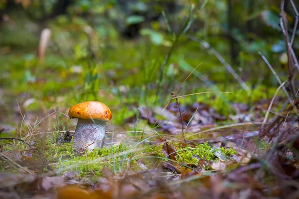 Jesień Leccinum grzyb rosną — Zdjęcie stockowe