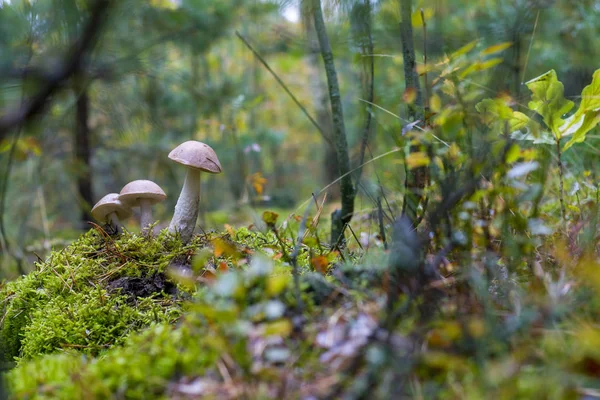 Otoño Leccinum setas crece — Foto de Stock