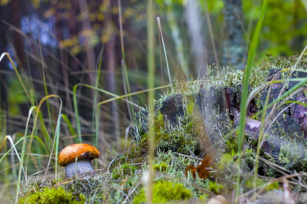 Autumn Leccinum mushroom in wood — Stock Photo, Image