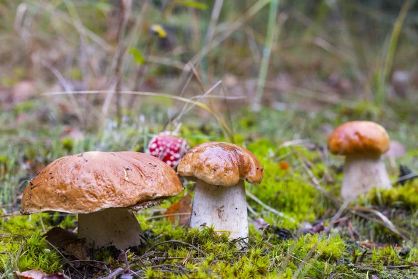 Autumn mushrooms grows — Stock Photo, Image