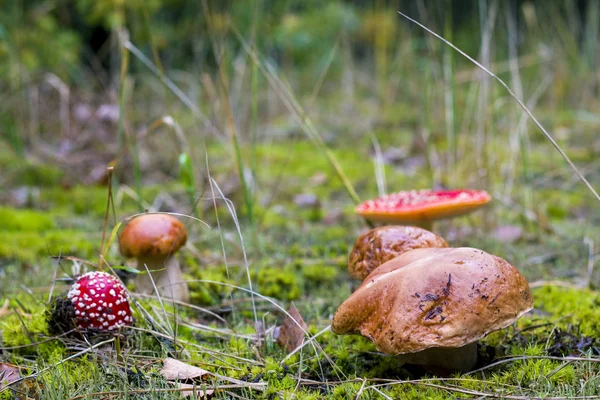 Oätliga och ätliga svampar växer — Stockfoto