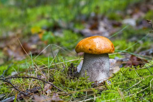 Fungo Leccinum con zampa spessa — Foto Stock