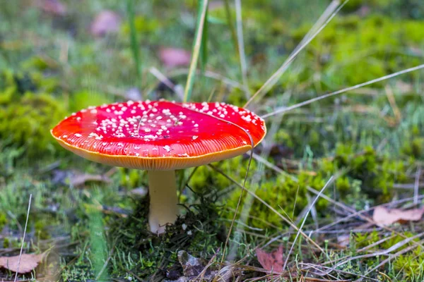Red fly svamp växer i skogen — Stockfoto