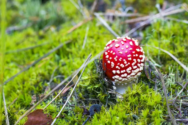 Liten röd fluga svamp växer i skogen — Stockfoto