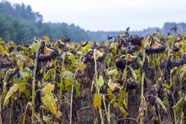 Zonnebloemen groeit na chemisch behandeld — Stockfoto