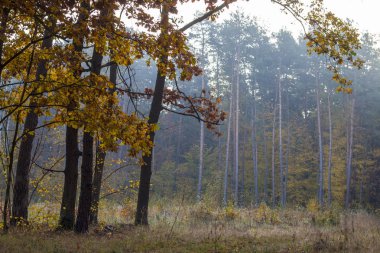 Mantar Sabah Ormanı ve Sis