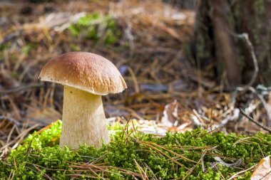 Güzel büyük porcini mantarı