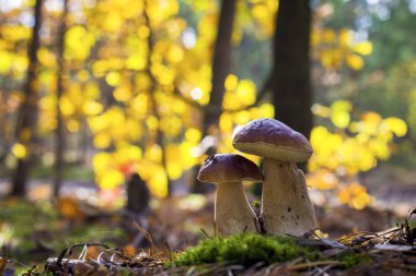 Bir çift porcini mantarı yetişiyor.