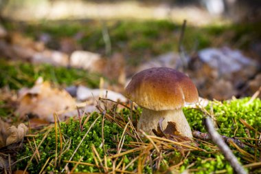 Porcini mantarı yosunlarda yetişir.