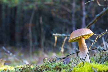 Siyah yosunlu büyük porcini mantarı.