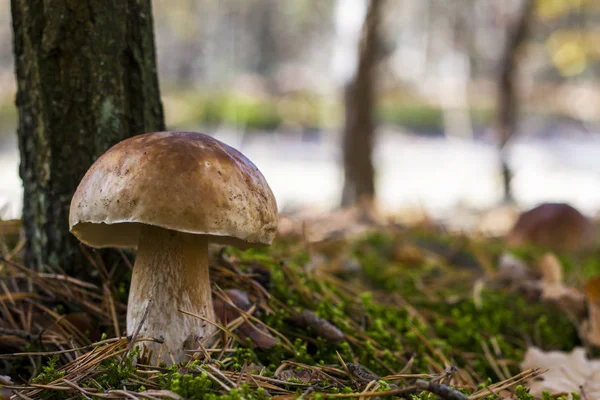 Funghi porcini grandi crescono in legno — Foto Stock