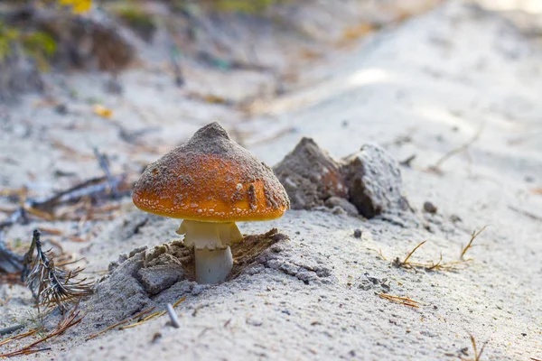 Fungo di Amanita cresce in sabbia di foresta — Foto Stock