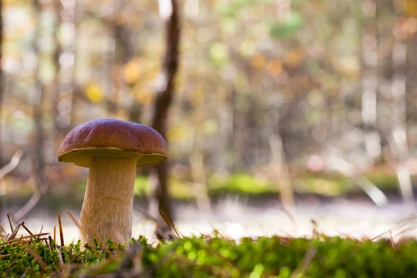 Большой свиной гриб в лесу — стоковое фото