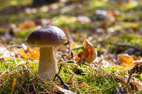 Большой гриб из свинины в лиственном мхе — стоковое фото