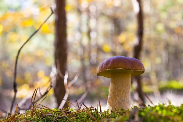 Большой гриб из свинины в дереве — стоковое фото