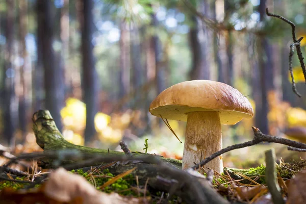 Nice porcini mushroom in forest — Stock Photo, Image