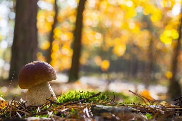 Красивый гриб порчини растет — стоковое фото