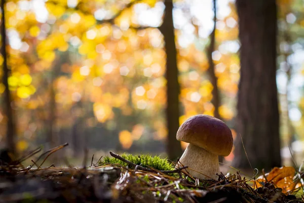 Mooie porcini paddestoel in zonnig bos — Stockfoto