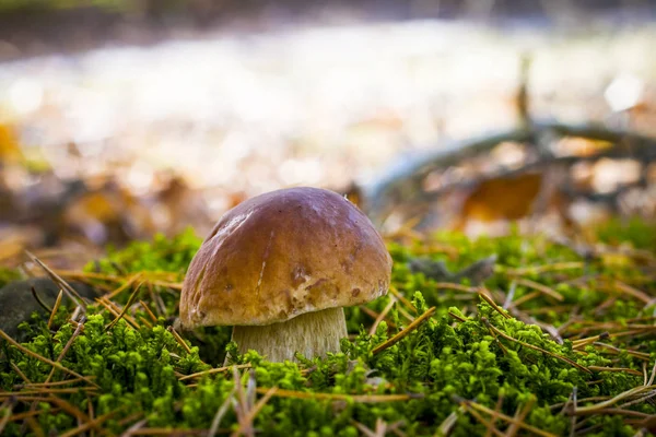 Steinpilz in sonnigem Holz — Stockfoto