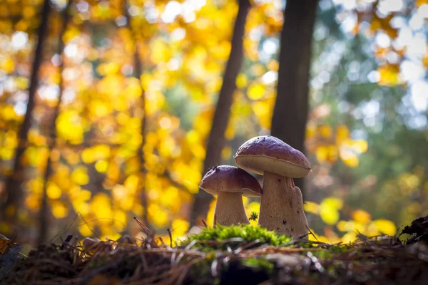 Porcini грибы пары в лесу — стоковое фото