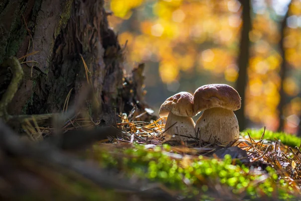 Setas porcini crece en madera — Foto de Stock