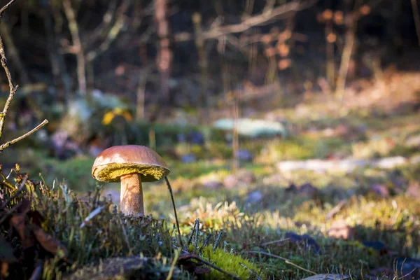 Grote porcini paddestoel in de herfst mos — Stockfoto