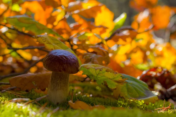 Porcini mushroom in autumn oak leaves — 图库照片