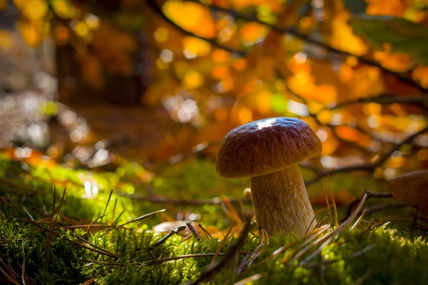 Porcini mushroom in moss leaves — Stockfoto