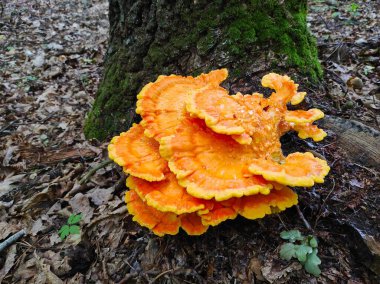 Sarı ve turuncu yenilebilir mantarlar ağaçta yetişmez. Güzel doğal orman bitkisi