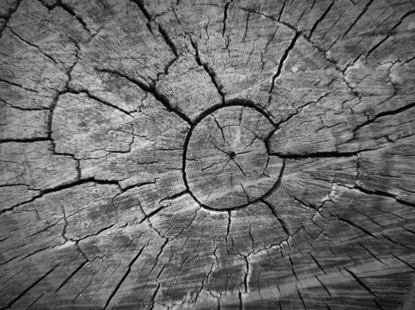 Corte árvore coto textura de noz — Fotografia de Stock
