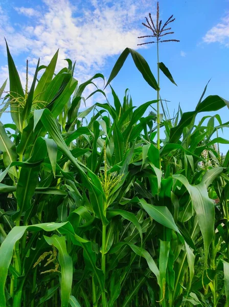 Bloeiende maïs plant op blauwe lucht achtergrond — Stockfoto
