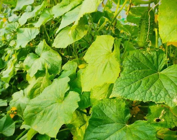 Gurka Som Växer Trädgården Vegetarisk Naturmat Jordbruksväxter — Stockfoto