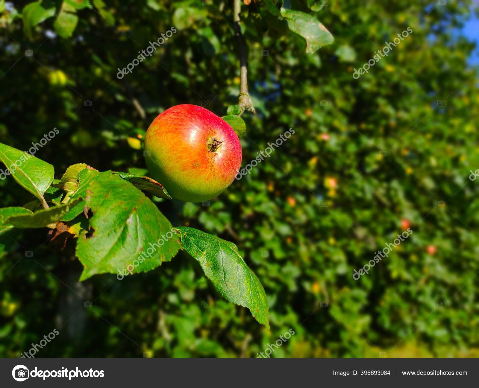 그대로의 사과는 나무에서 자라며 배경에는 과수원에서 자란다 — 스톡 사진 © romvo79 #396693984, image size:1600x1297