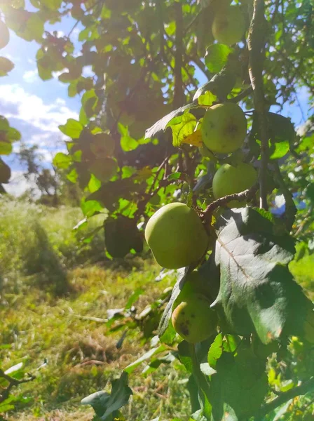 Naturliga Färska Äpplen Växer Soliga Strålar Odling Äppelodlingar — Stockfoto