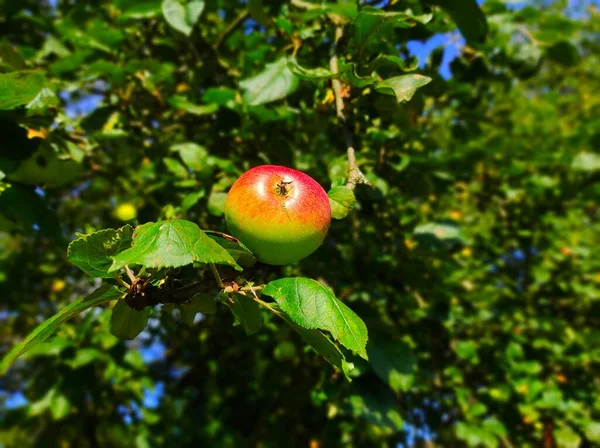 背景にある木やリンゴ園では 新鮮な赤いリンゴが育ちます — ストック写真