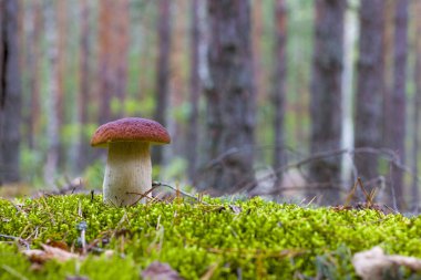 Tahta yosunlu Cep mantarı. Güzel bir sonbahar porcini 'si. Yenilebilir mantarlar çiğ yiyecekler. Vejetaryen doğal yemeği.