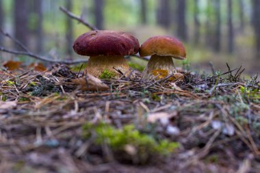 Cep mantarları kozalaklı ağaçlarda yetişir. Güzel bir sonbahar porcini 'si. Yenilebilir mantarlar çiğ yiyecekler. Vejetaryen doğal yemeği.