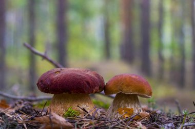 Cep mantarları ağaçta yetişir. Güzel bir sonbahar porcini 'si. Yenilebilir mantarlar çiğ yiyecekler. Vejetaryen doğal yemeği.