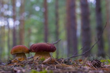 Tahtada iki tane mantar yetişiyor. Güzel bir sonbahar porcini 'si. Yenilebilir mantarlar çiğ yiyecekler. Vejetaryen doğal yemeği.