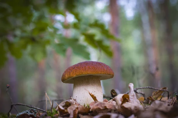 Cep Paddenstoel Groeien Hout Gebladerte Prachtige Herfst Porcini Eetbare Paddenstoelen — Stockfoto