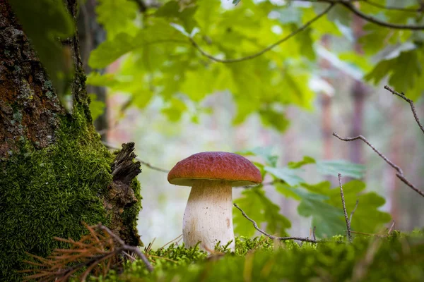 Yosun ve meşe yapraklı Cep mantarı. Güzel bir sonbahar porcini 'si. Yenilebilir mantarlar çiğ yiyecekler. Vejetaryen doğal yemeği.