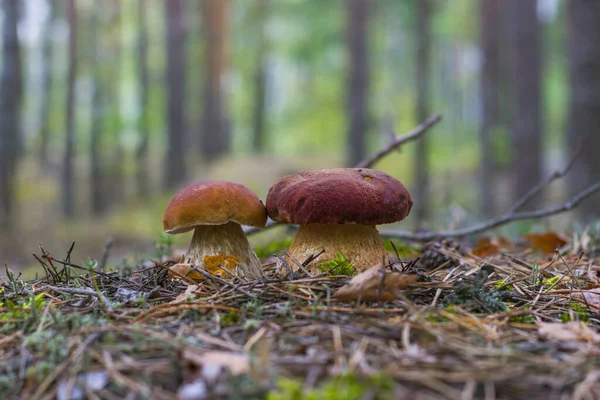 Cogumelos Cep Crescem Floresta Bela Estação Outono Porcini Cogumelos Comestíveis — Fotografia de Stock