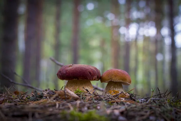 Dois Cogumelos Cep Crescem Floresta Bela Estação Outono Porcini Cogumelos — Fotografia de Stock