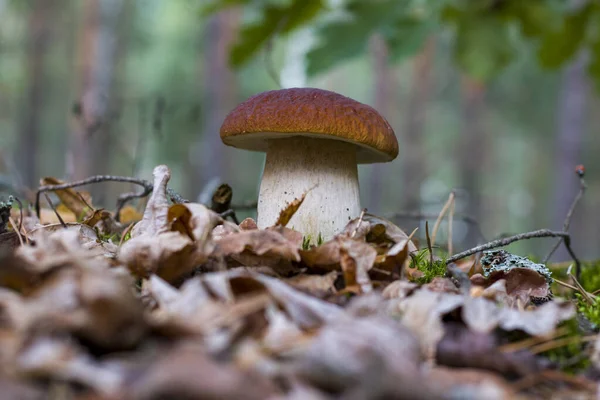 Großer Steinpilz Laub Des Waldes Schöne Steinpilze Herbst Essbare Pilze — Stockfoto