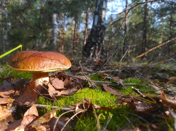 Grandes Hongos Cep Crecen Bosque Hermosa Temporada Otoño Porcini Comida — Foto de Stock