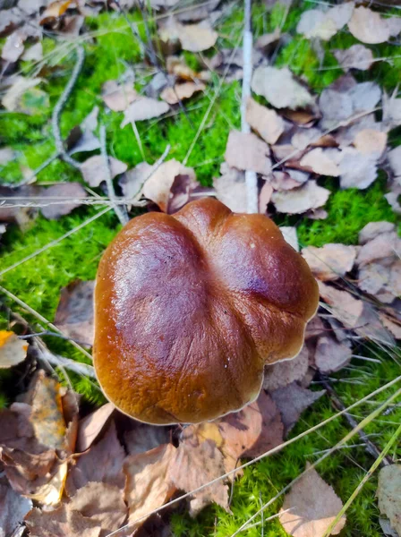 Gorra Grande Hongo Cep Crecer Madera Hermosa Temporada Otoño Porcini — Foto de Stock