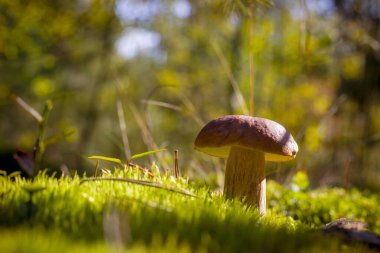 Güneşli yosunlu Porcini mantarı. Güzel sonbahar mevsimi doğası. Yenilebilir mantarlar çiğ yiyecekler. Vejetaryen doğal yemeği.
