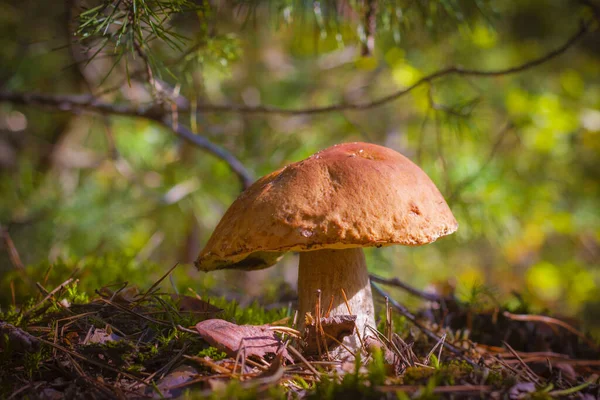 Große Steinpilze Wachsen Wald Schöne Herbstzeit Natur Essbare Pilze Als — Stockfoto
