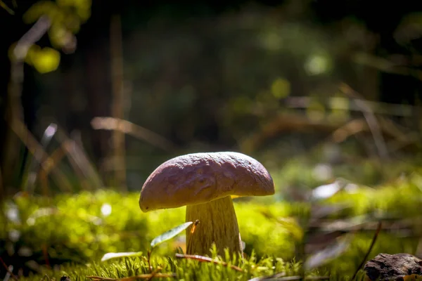 Großer Steinpilz Holzmoos Schöne Herbstzeit Natur Essbare Pilze Als Rohkost — Stockfoto