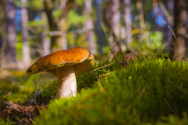 Steinpilze Wachsen Waldmoos Schöne Herbstzeit Natur Essbare Pilze Als Rohkost — Stockfoto